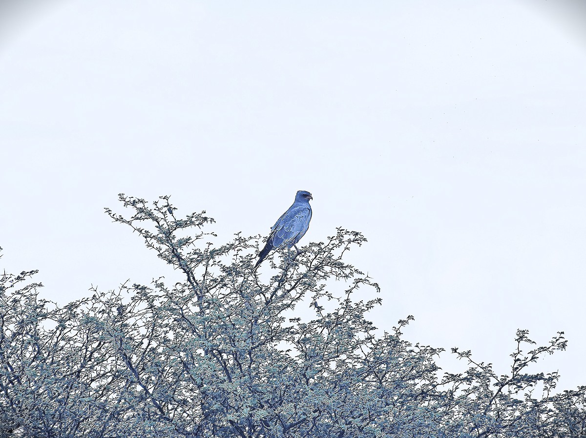 Pale Chanting-Goshawk - ML645870820