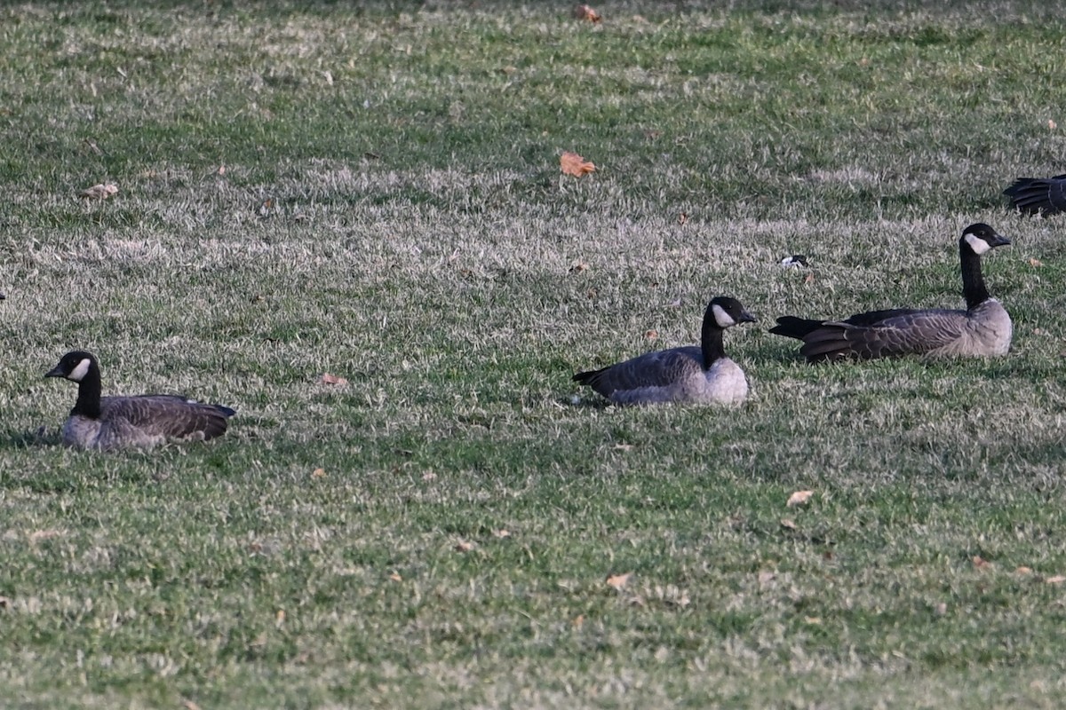 小加拿大雁 - ML645870823