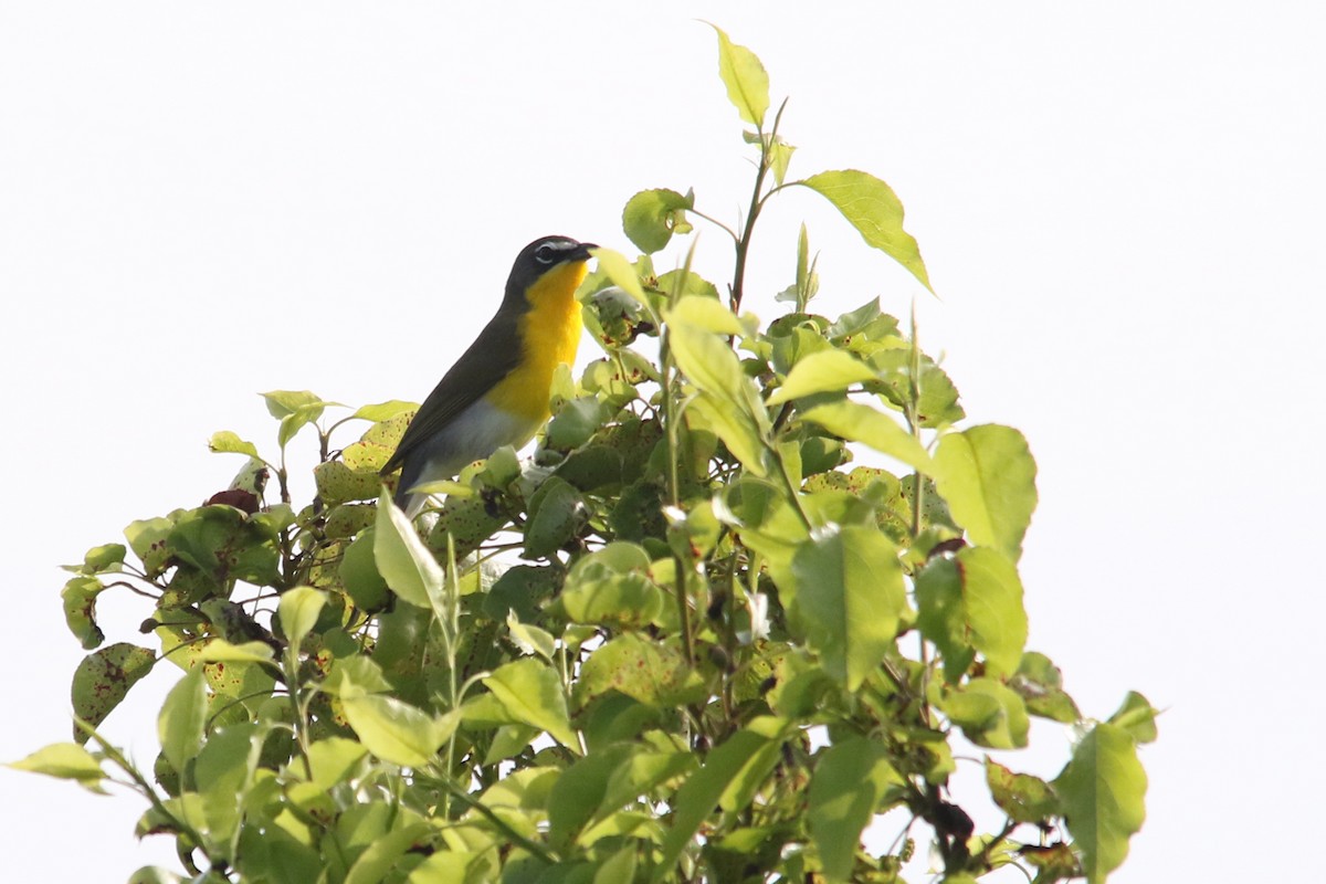 オオアメリカムシクイ - ML645870828