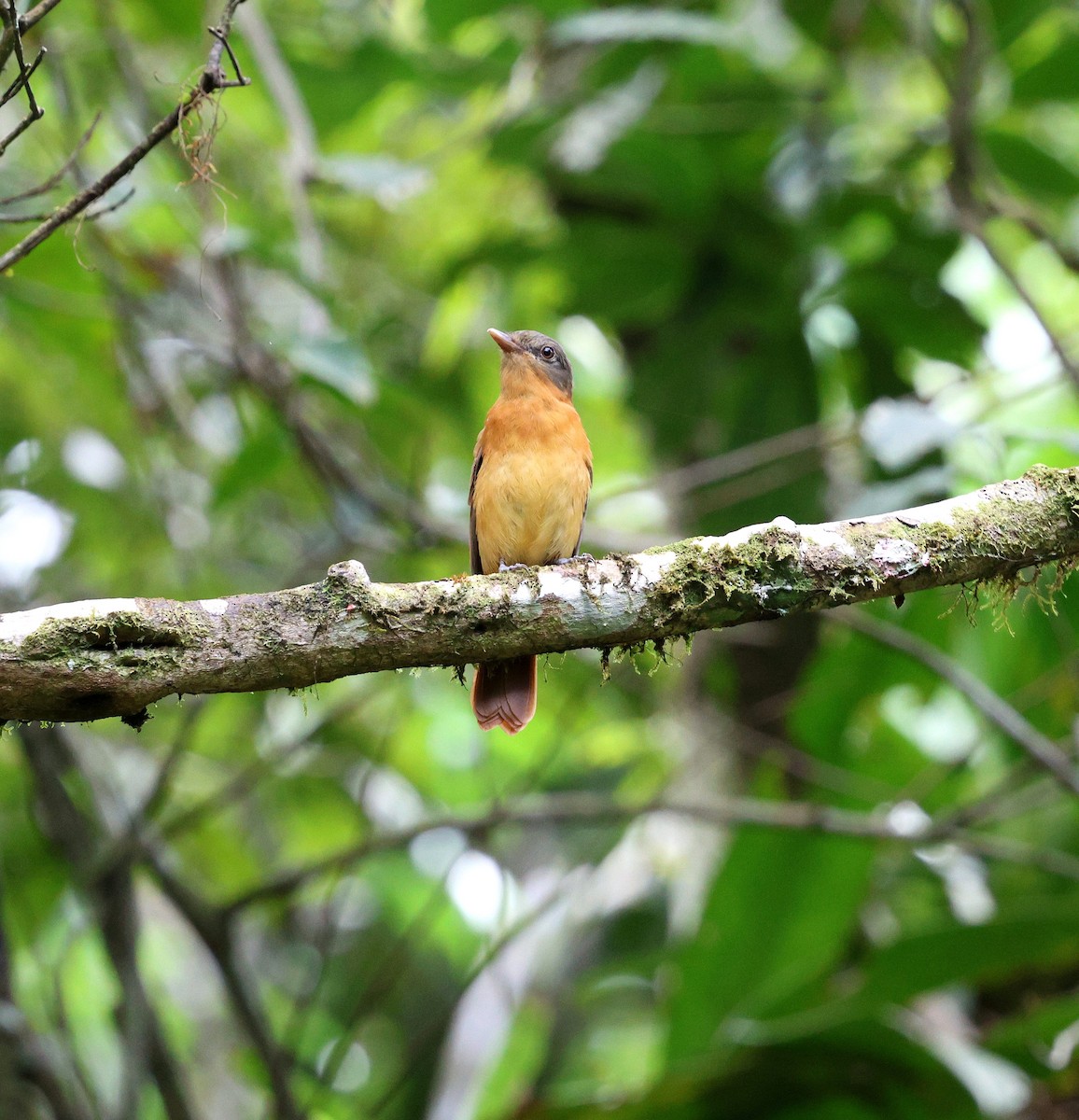 Rufous-tailed Attila - ML645870830