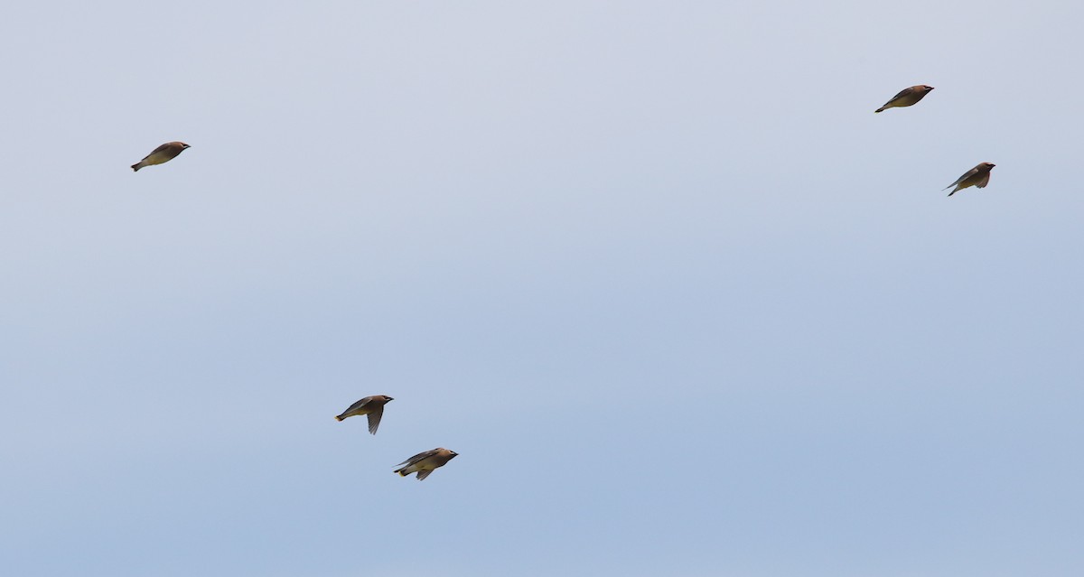 ヒメレンジャク - ML645870832