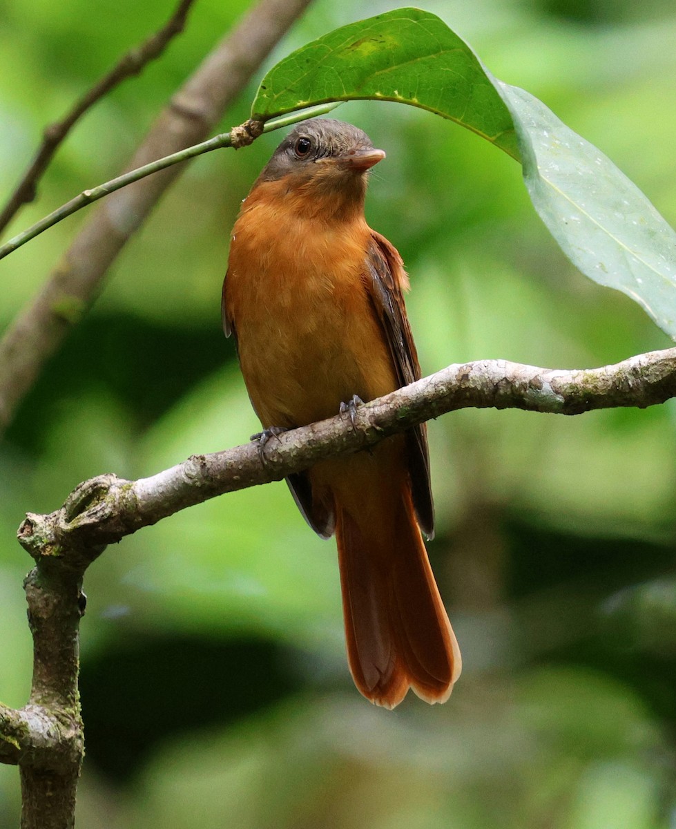 Rufous-tailed Attila - ML645870834