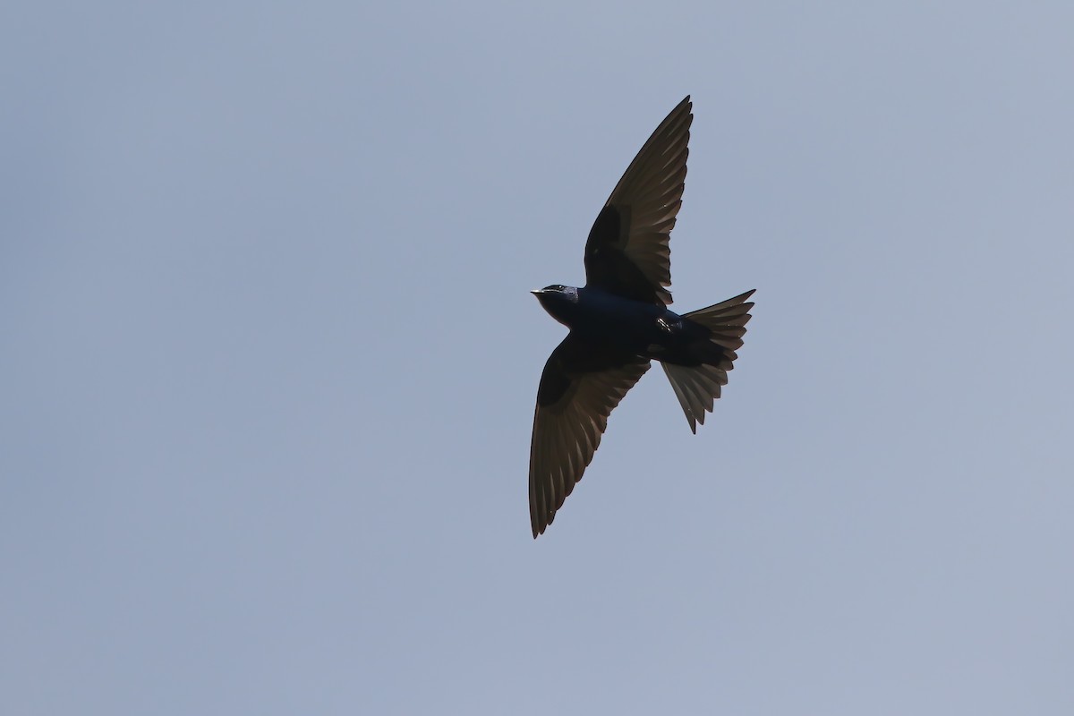 ムラサキツバメ - ML645870835