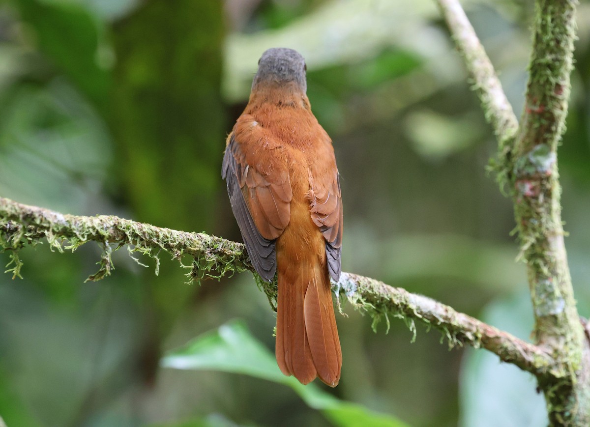 Rufous-tailed Attila - ML645870837