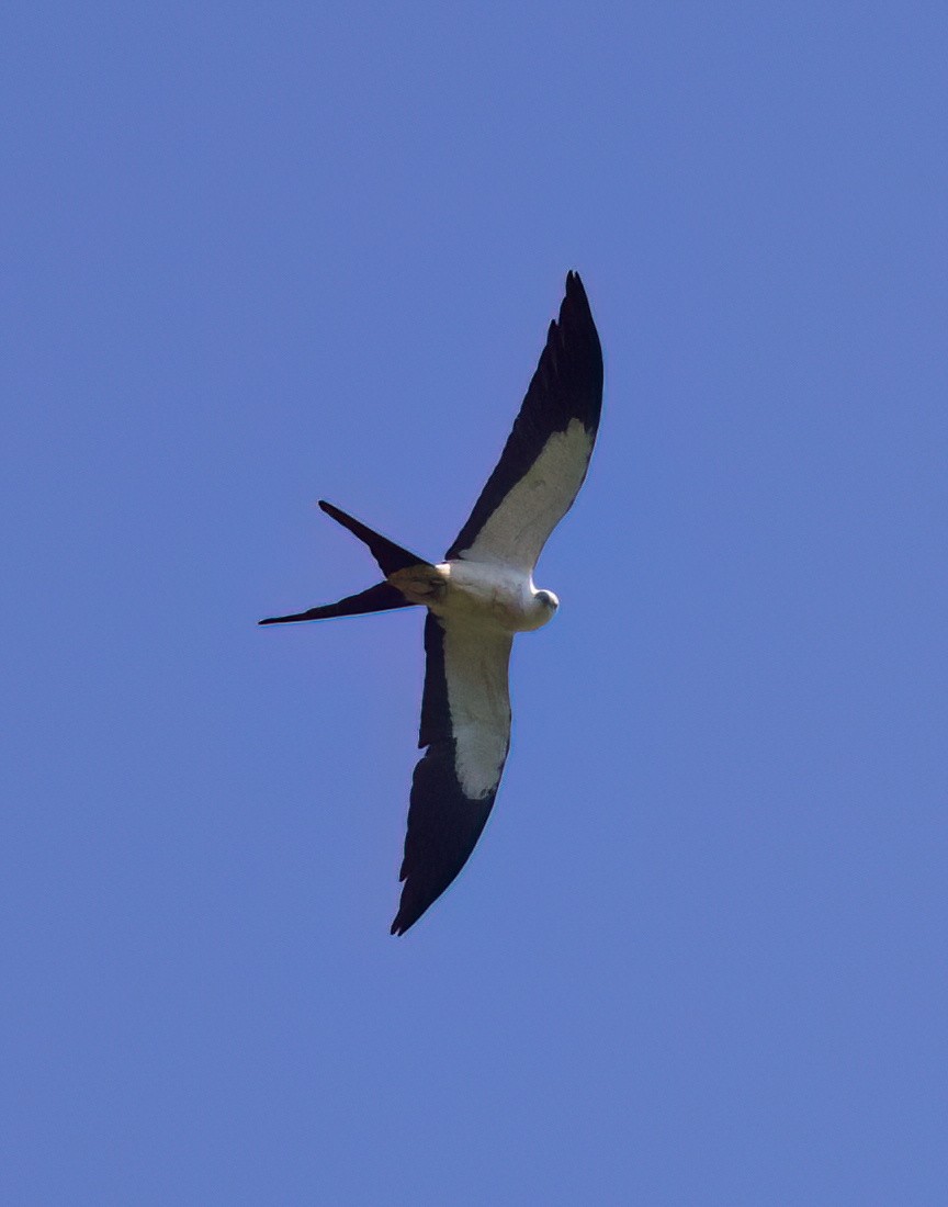 Swallow-tailed Kite - ML645870838