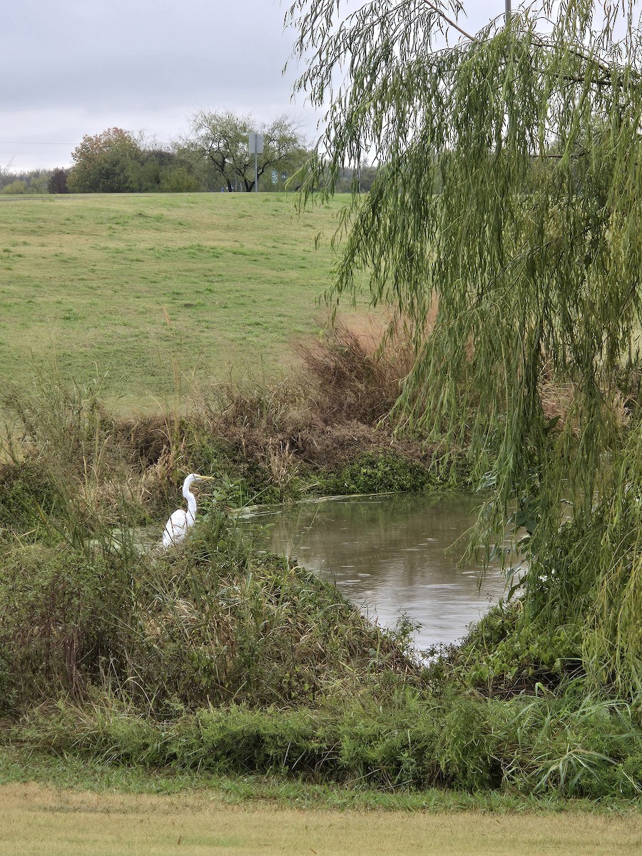 Silberreiher - ML645870856