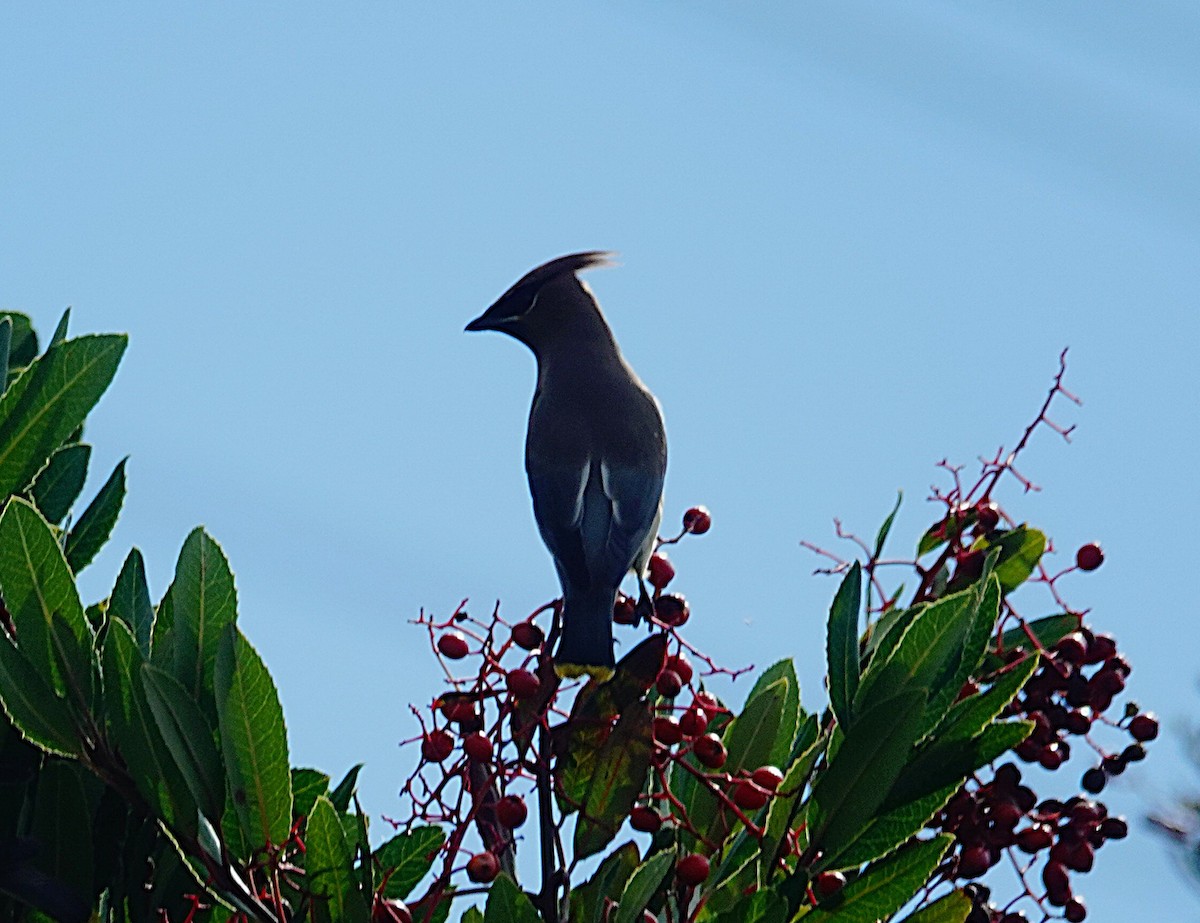 ヒメレンジャク - ML645870894