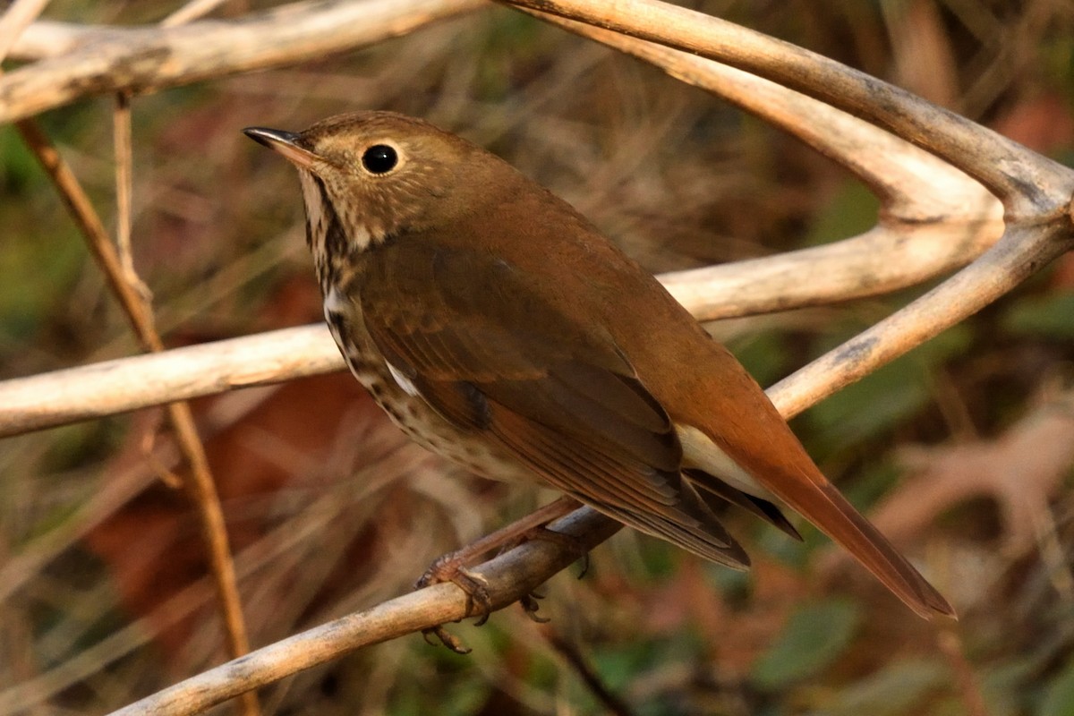 Hermit Thrush - ML645870896