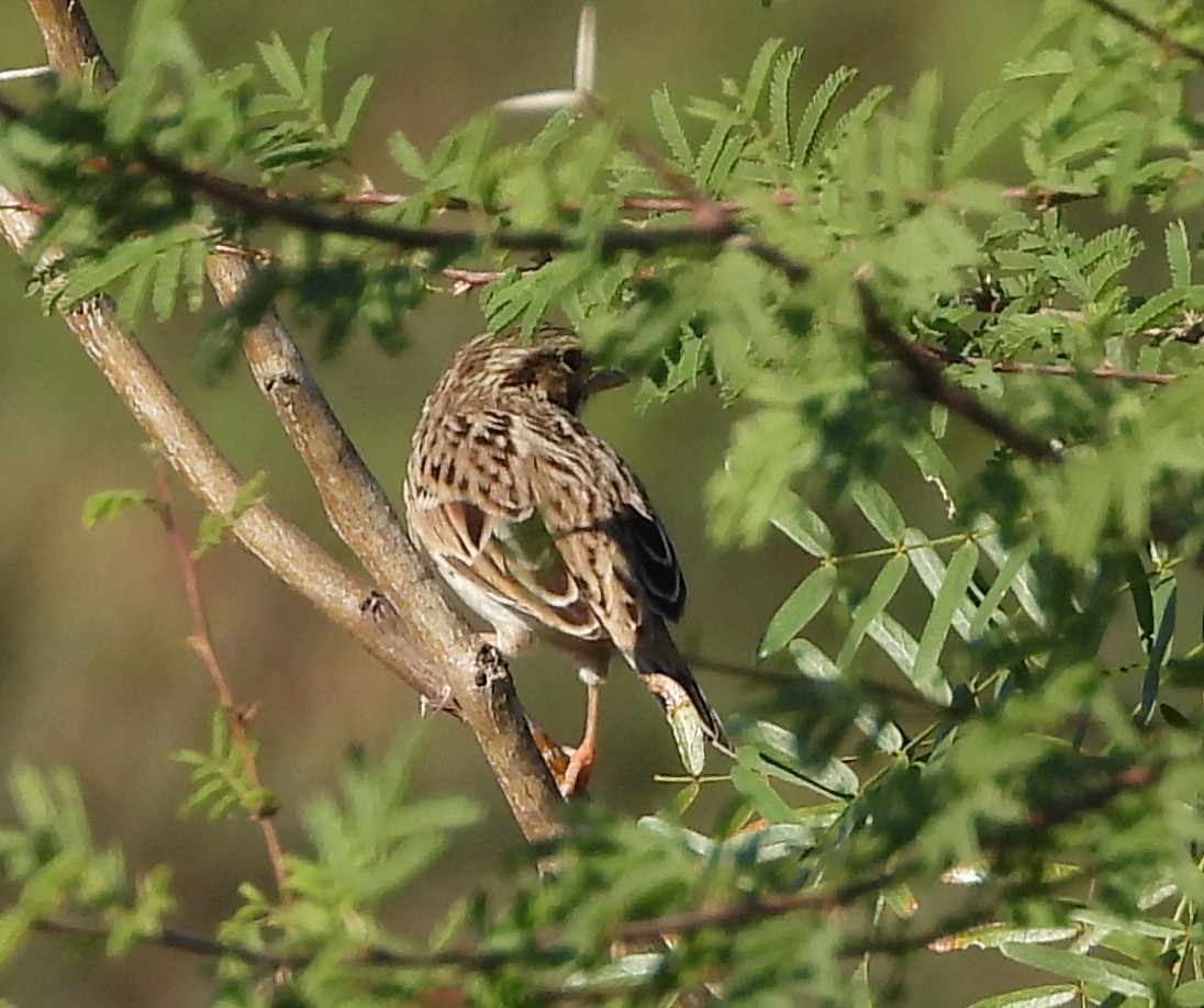 Grasshopper Sparrow - ML645870897