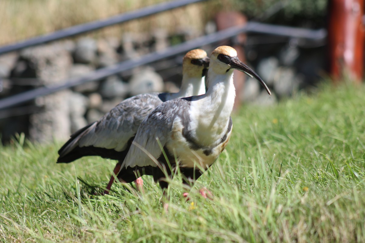 Bandurria Austral - ML645870909