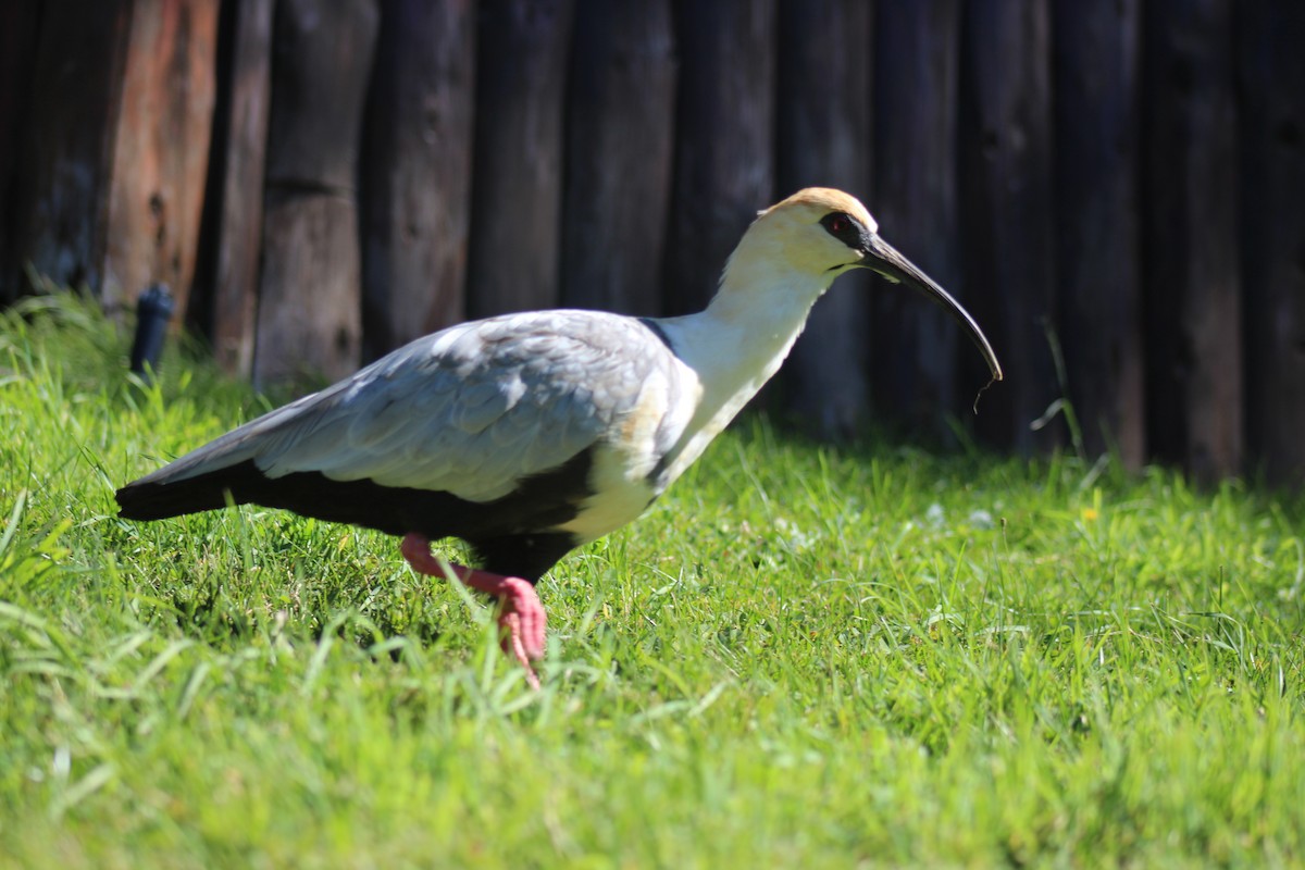 Bandurria Austral - ML645870910