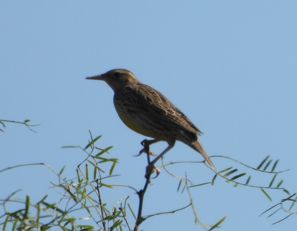 Western/Eastern Meadowlark - ML645870911