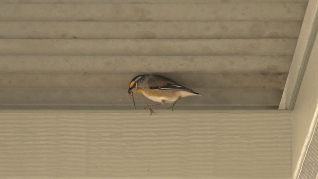 Діамантниця велика (підвид ornatus) - ML645870918