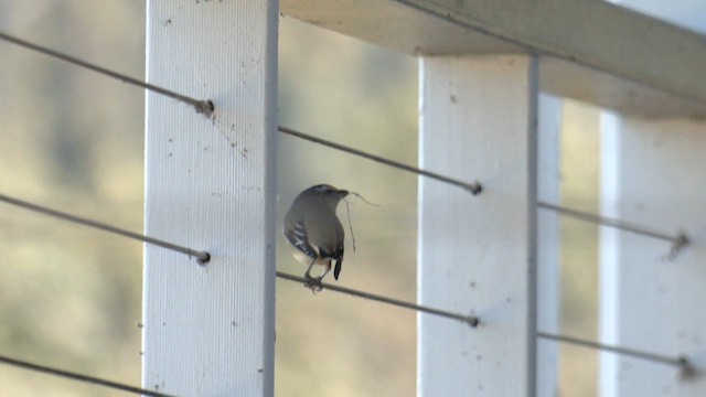 Діамантниця велика (підвид ornatus) - ML645870921