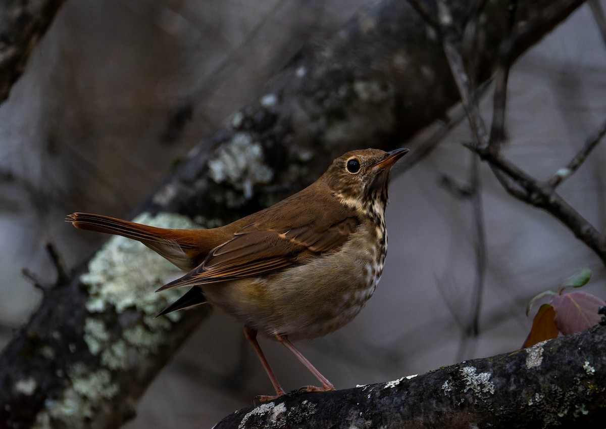 Hermit Thrush - ML645870922
