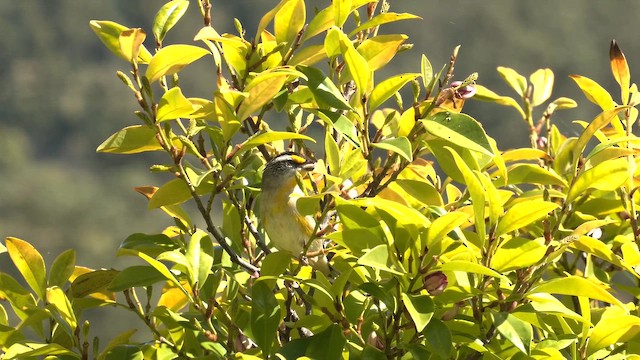 Діамантниця велика (підвид ornatus) - ML645870923