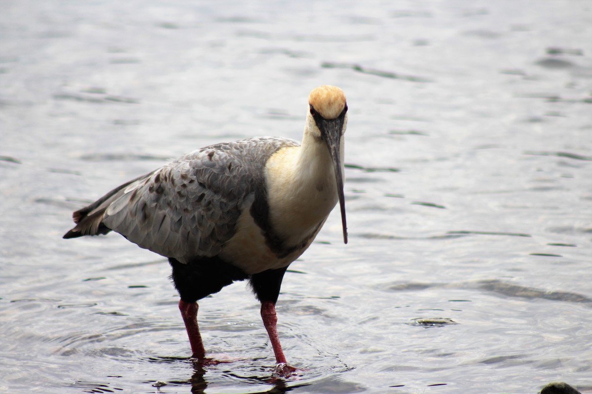 Bandurria Austral - ML645870924