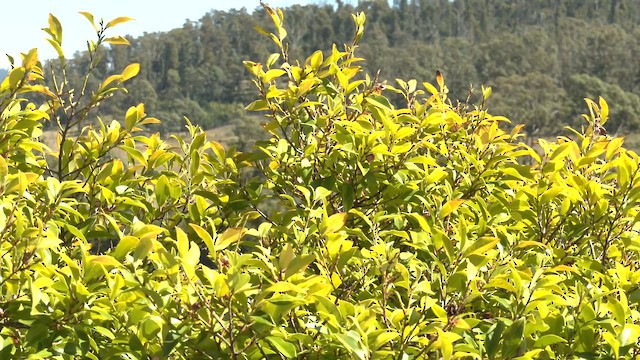 Діамантниця велика (підвид ornatus) - ML645870927