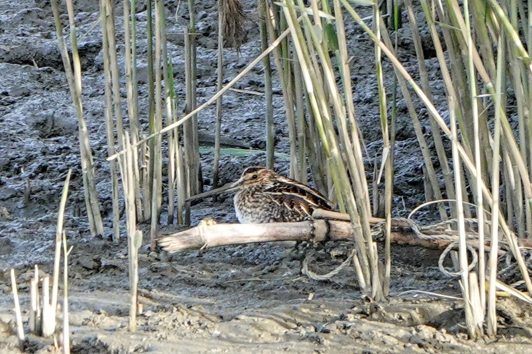 Common Snipe - ML645870932