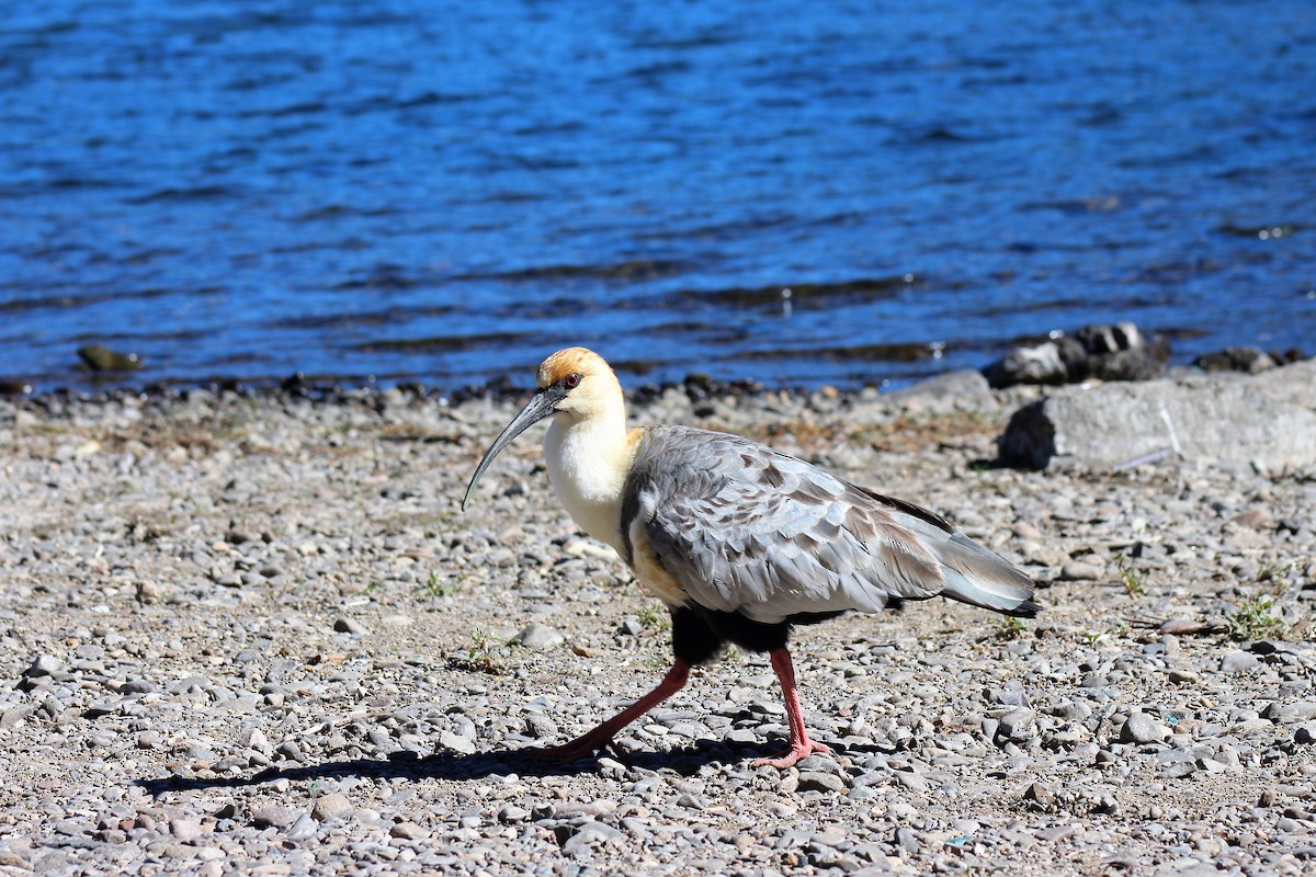 Bandurria Austral - ML645870937