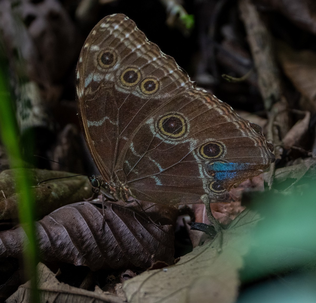 Animals - ML645870943