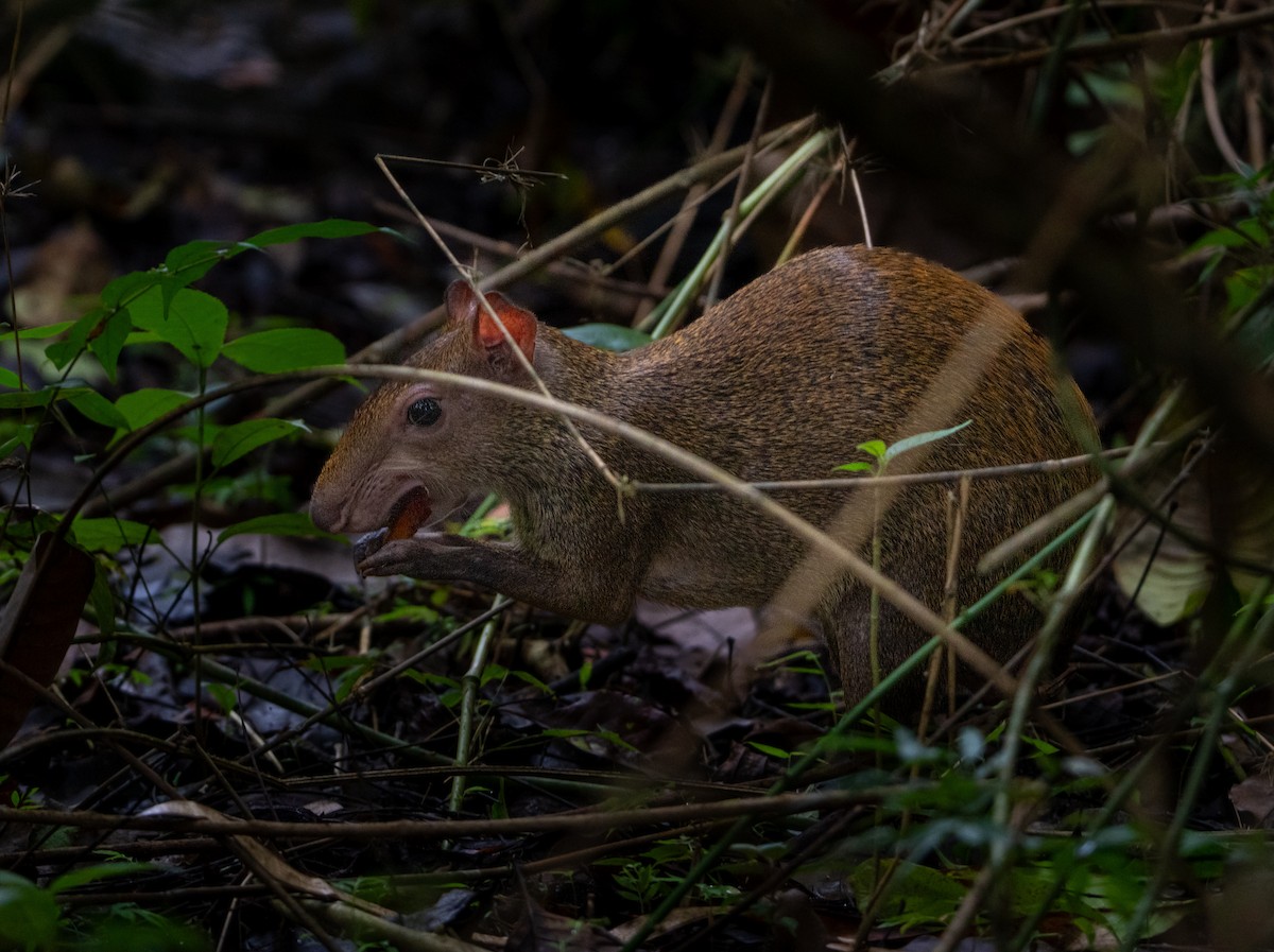 Animals - ML645870945