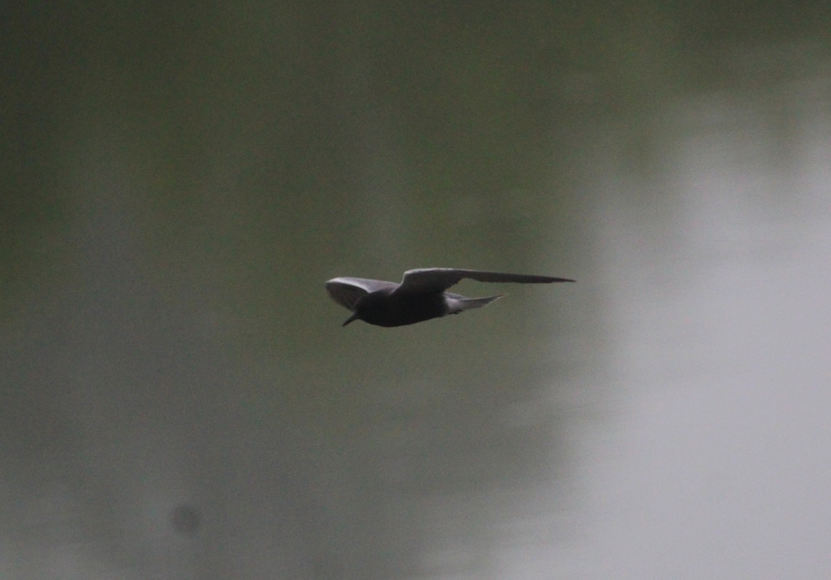 Black Tern - ML645870947