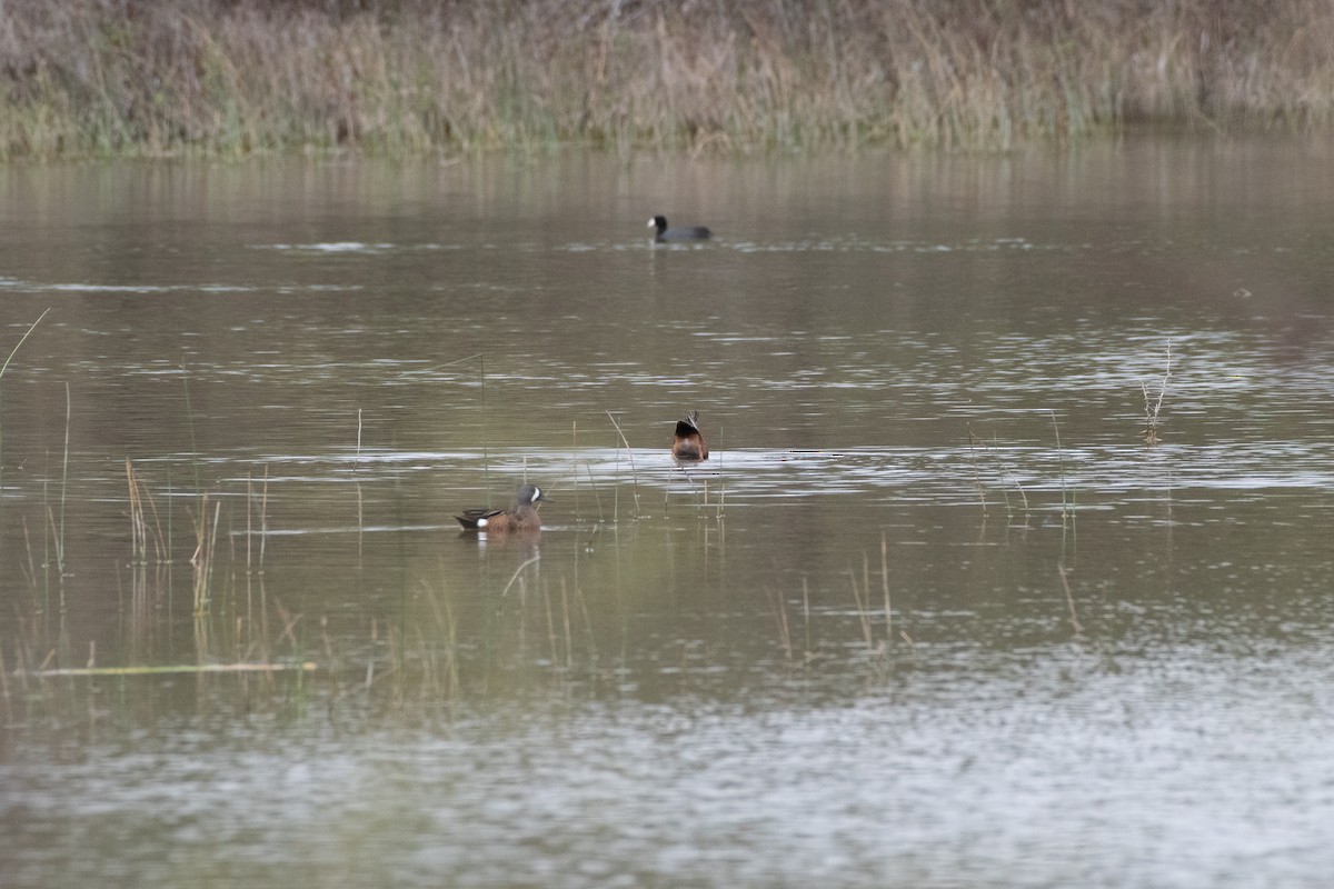 Zertzeta hegalurdina - ML645870961