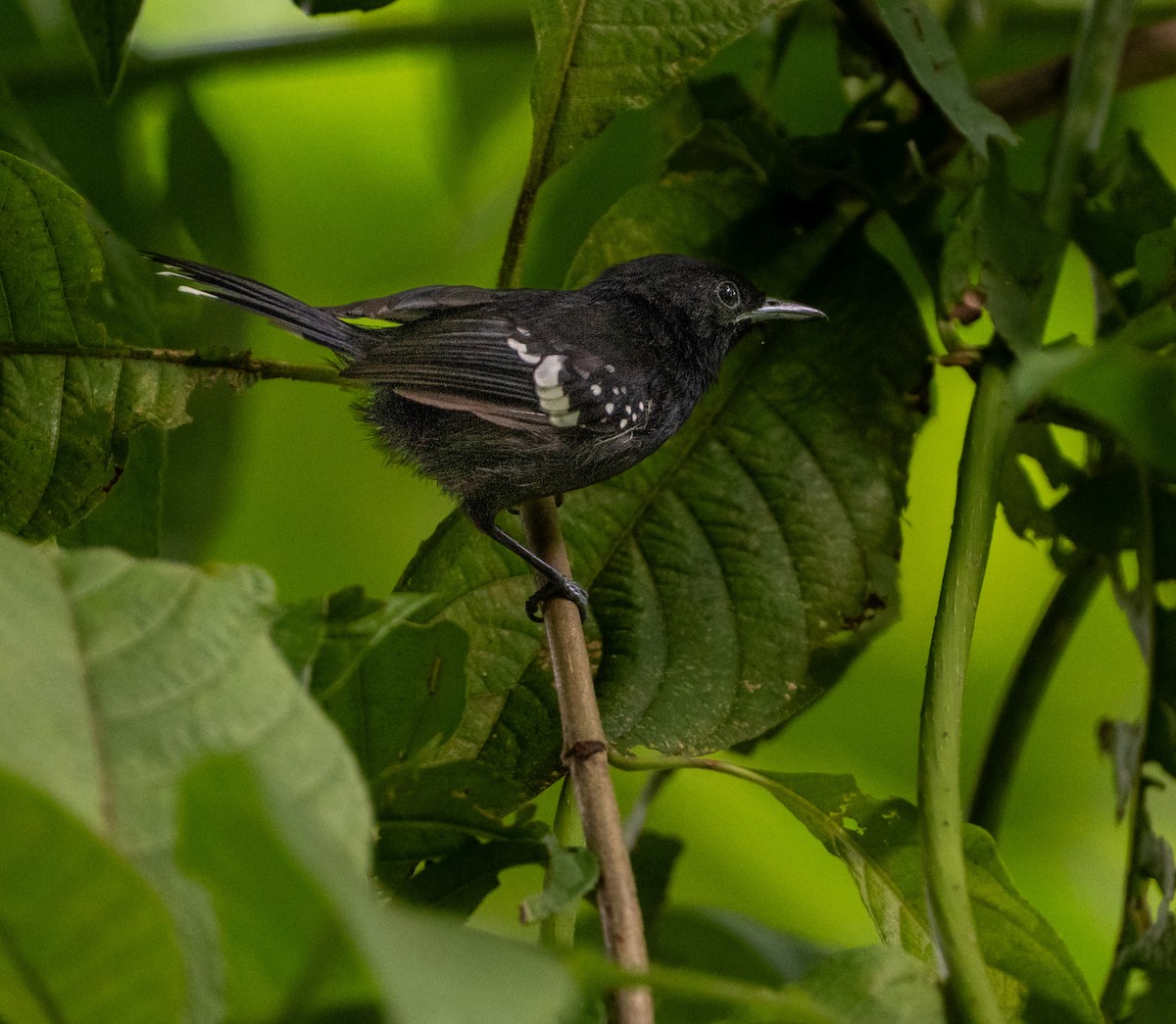 Dot-winged Antwren - ML645870973