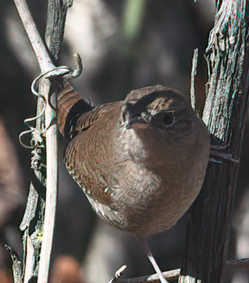 Northern House Wren - ML645870982