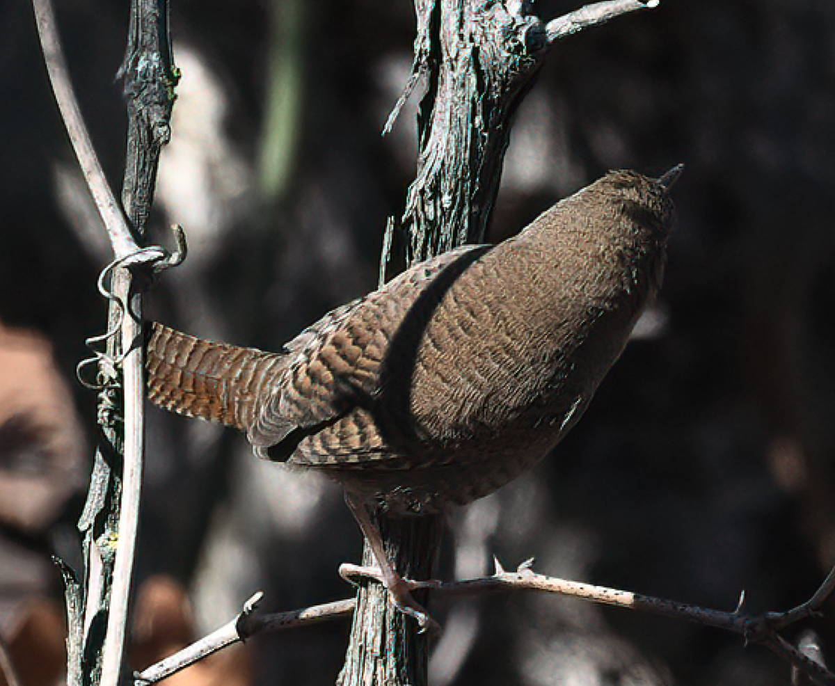 Northern House Wren - ML645870983