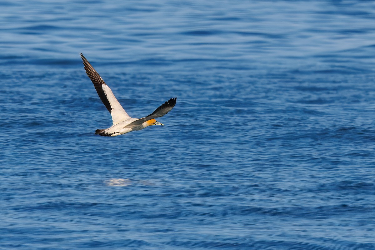 Cape Gannet - ML645870998