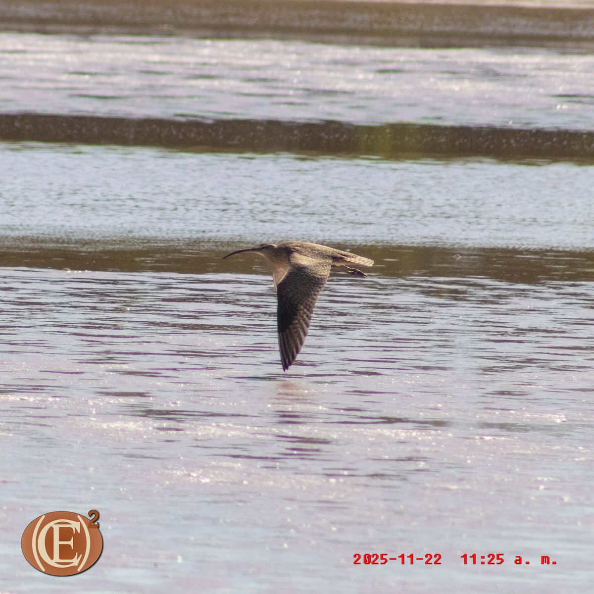 Hudsonian Whimbrel - ML645871005