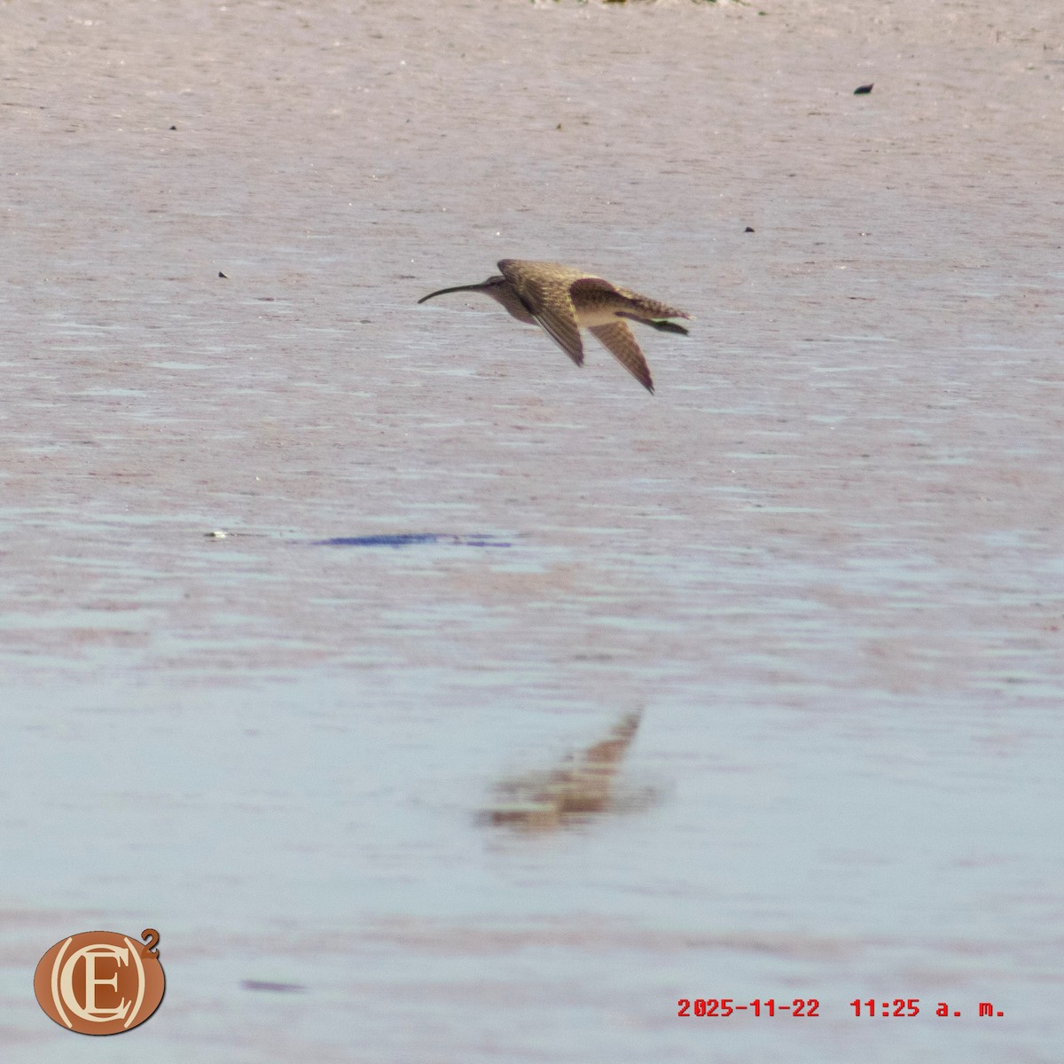 Hudsonian Whimbrel - ML645871006