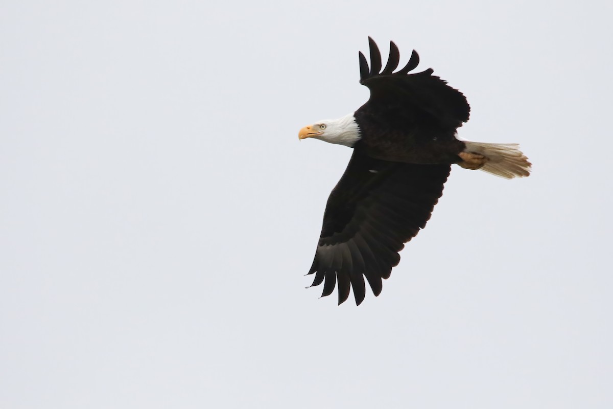 ハクトウワシ - ML645871011