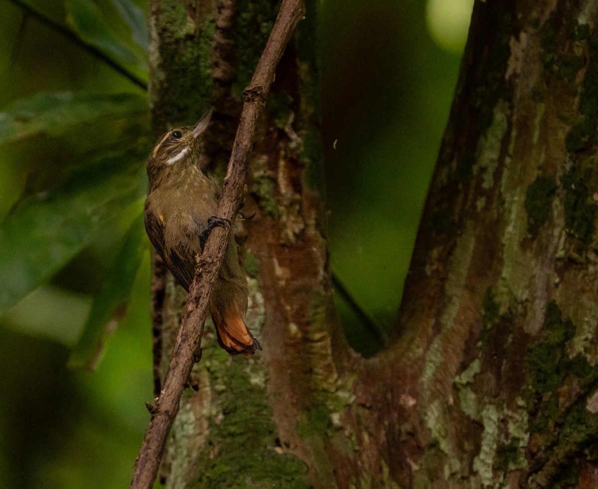 Northern Plain-Xenops - ML645871015