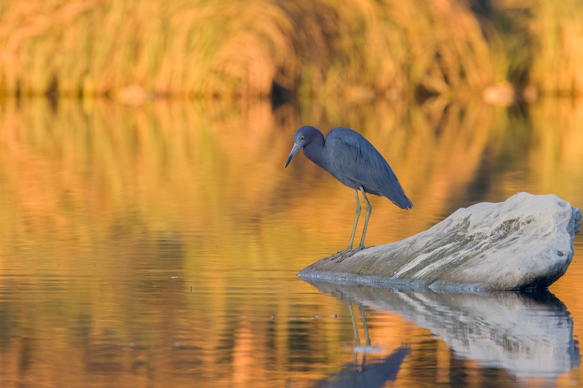 Little Blue Heron - ML645871018