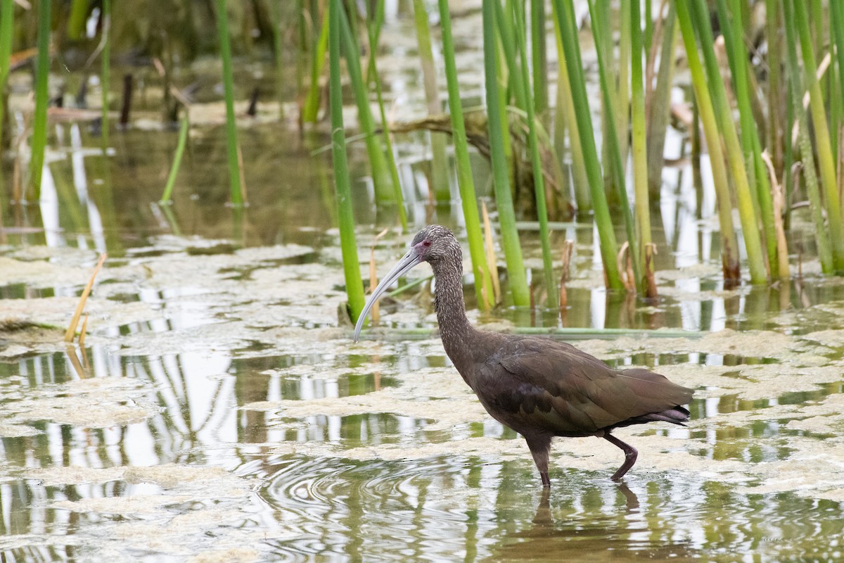 Beltzaran musuzuria - ML645871024