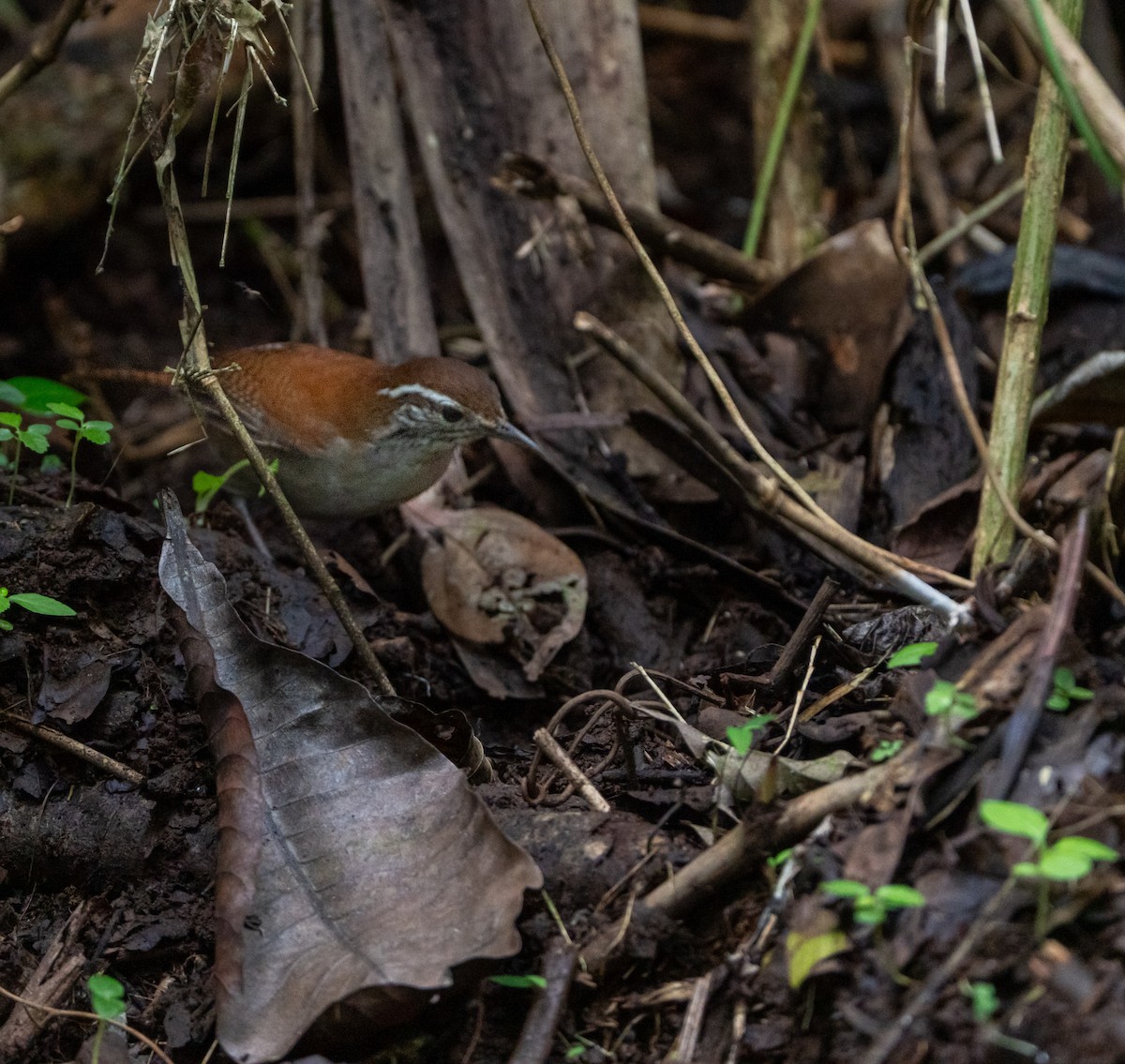 Rufous-and-white Wren - ML645871031