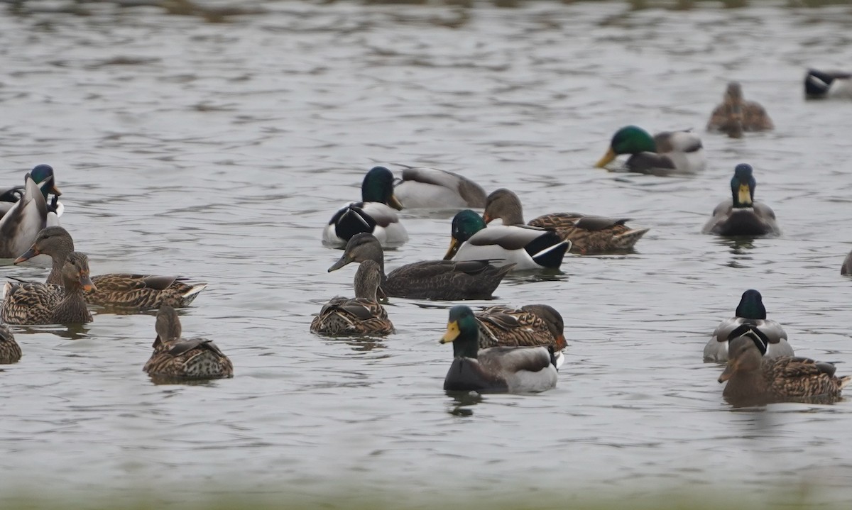 rødfotand - ML645871040