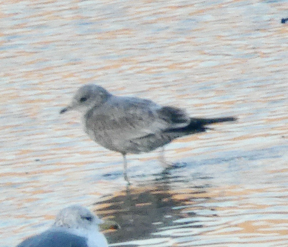 Short-billed Gull - ML645871041