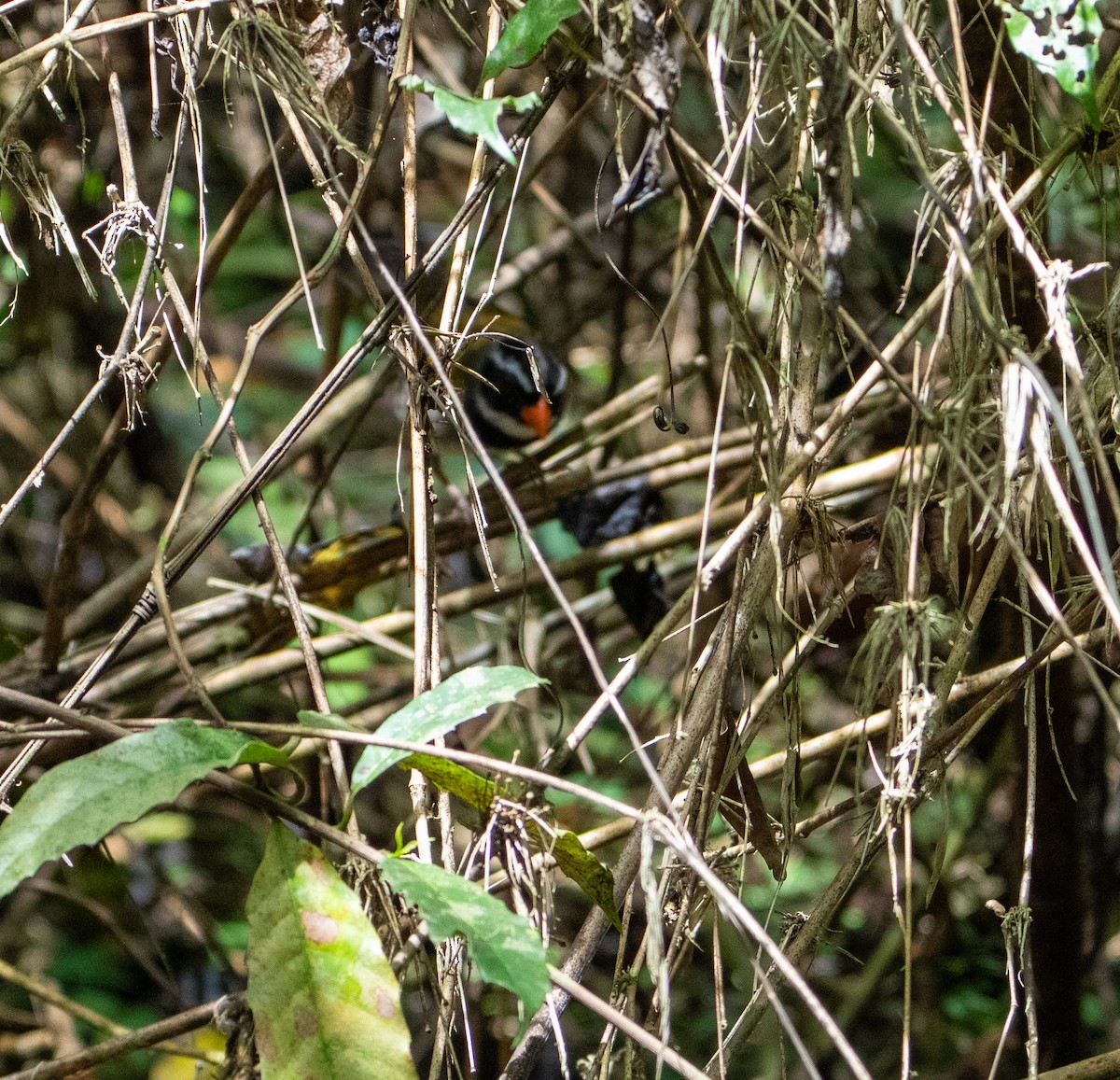 Orange-billed Sparrow - ML645871046