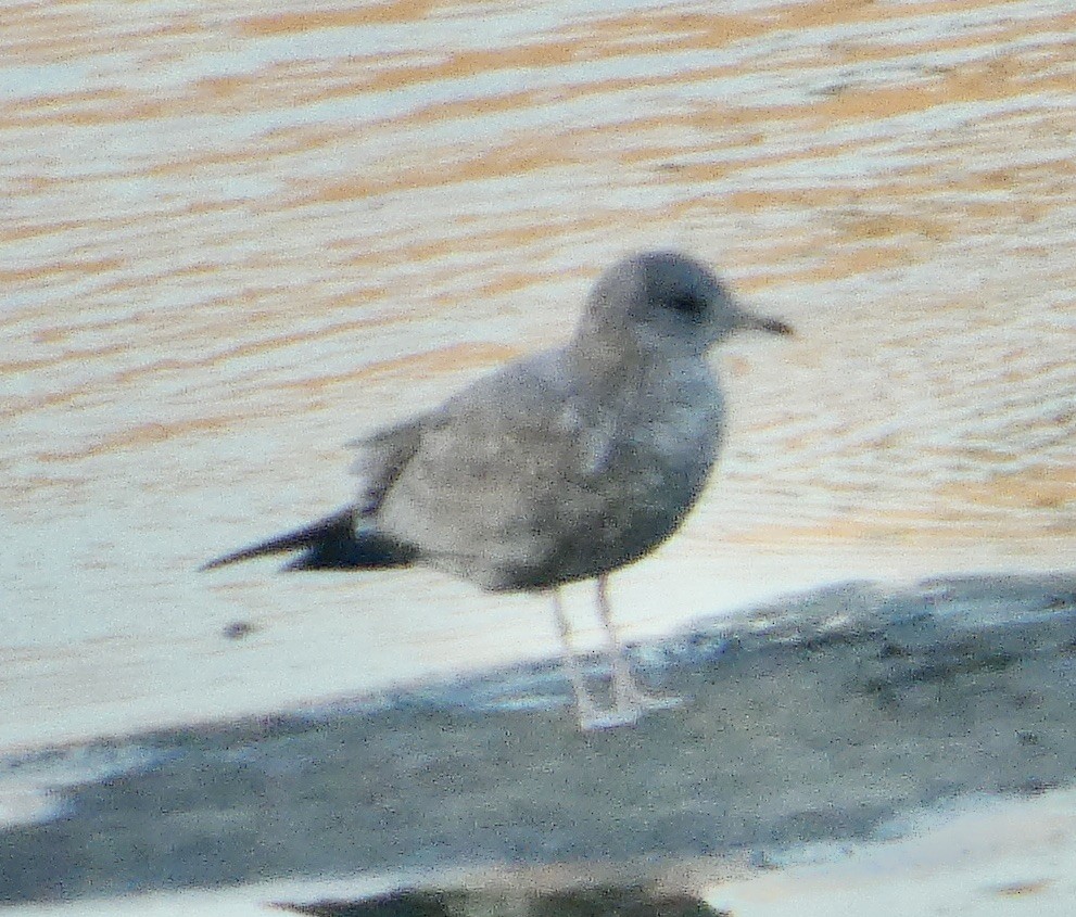 Short-billed Gull - ML645871050