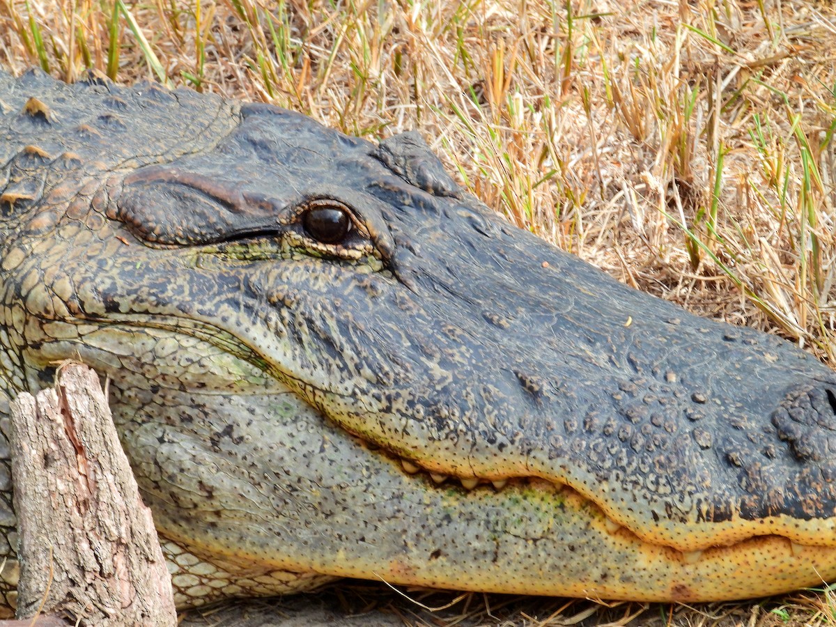 American Alligator - ML645871051