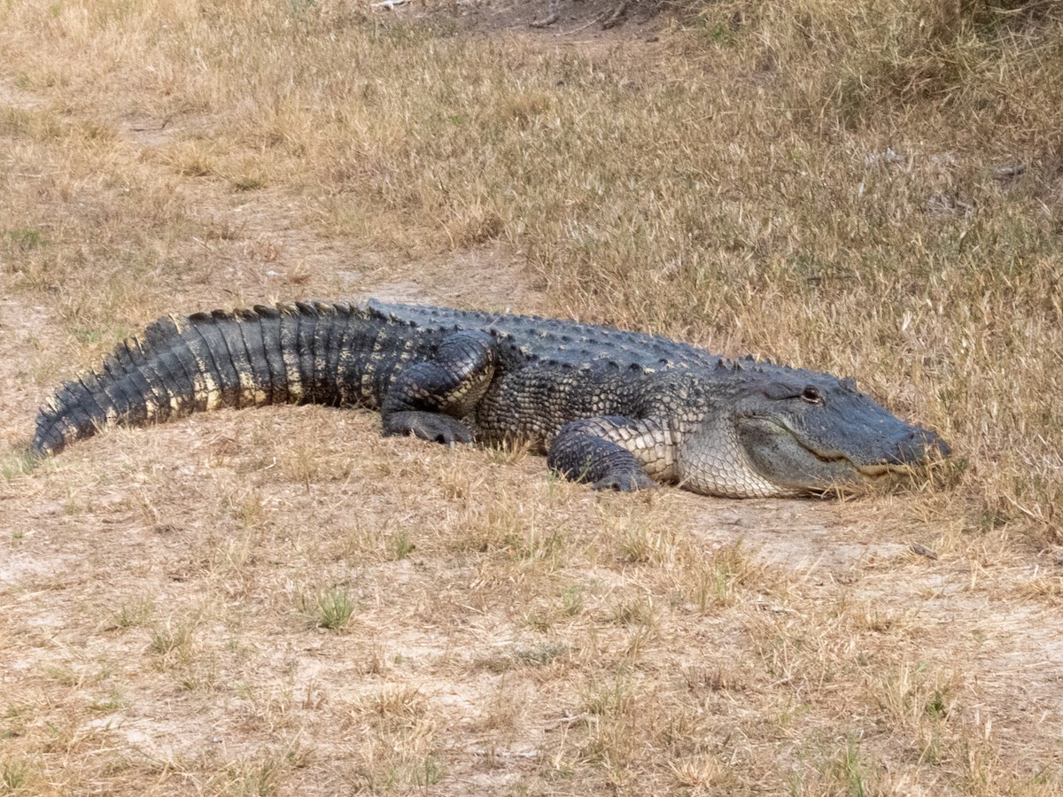 American Alligator - ML645871052