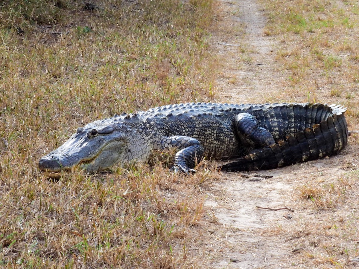 American Alligator - ML645871053