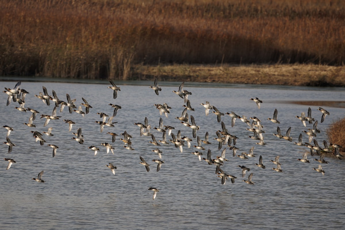 Green-winged Teal (Eurasian) - ML645871056