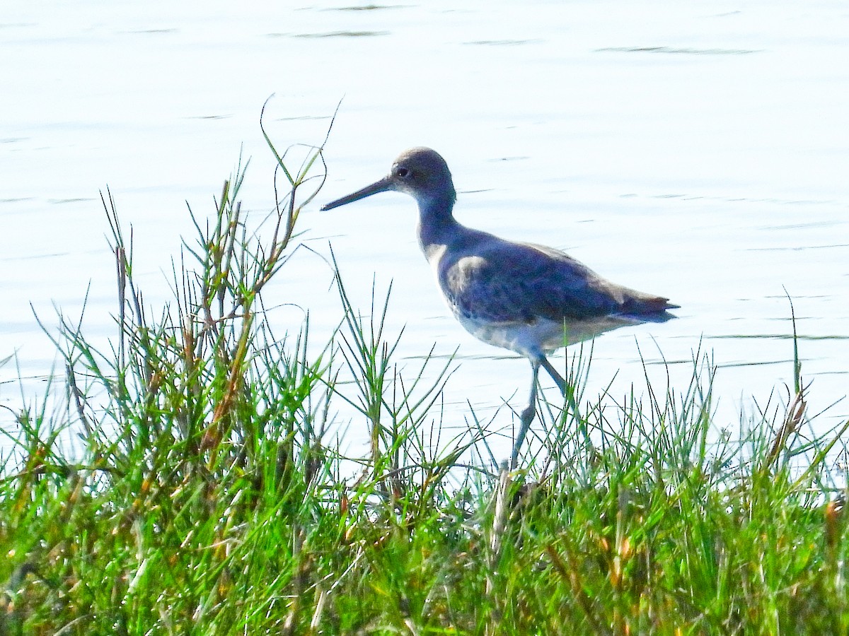 Willet - ML645871064