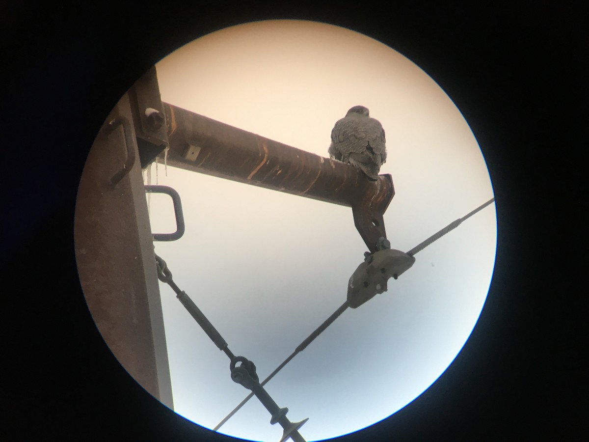 Gerfalke - ML645871065