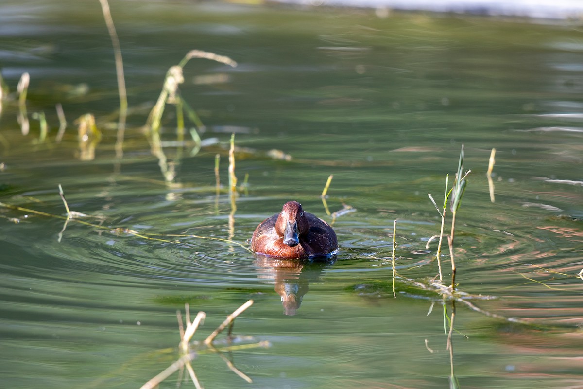 白眼潛鴨 - ML645871066